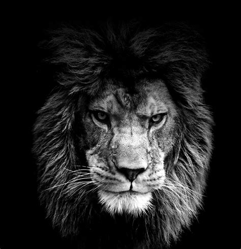 Cool Lions Wallpapers Wallpaper Cave