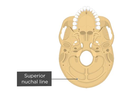 Occipital Bone Labeled Anatomy And Landmarks Getbodysmart