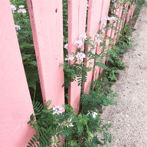 Pinterest Wornoutwater Pink Aesthetic Nature