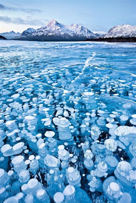 Frozen Bubbles Abraham Lake Alberta Canada Pics