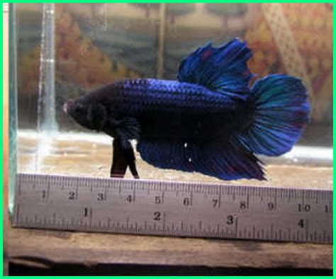 Walaupun harus mengeluarkan uang yang tidak sedikit. Inilah Giant Betta, Ikan Cupang Terbesar di Dunia! - Dunia ...