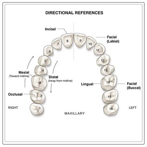 Mesial Tooth Overview Dentist Ahmed Official Website