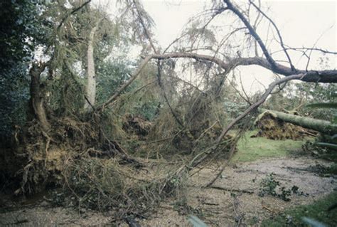 33 Years On How The Great Storm Of 1987 Ripped Through Sussex Sussexlive