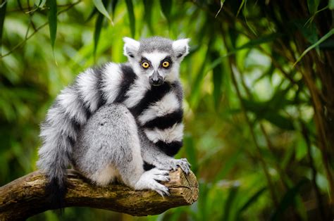 Ring Tailed Lemur Enjoying The Nice Spring Weather Flickr