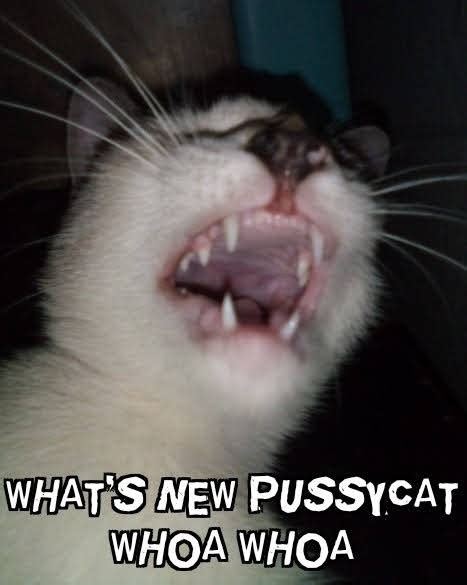 Whats New Pussycat Whoa Whoa Whats New Pussycat Know Your Meme