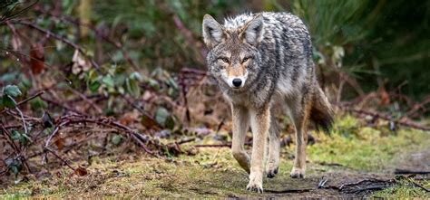 Coyote Attacks On The Rise In The Us What To Do And Not Do If You