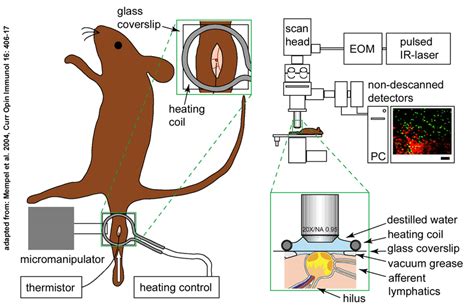 Experimental Setup For The Intravital Imaging Of The Popliteal Ln By