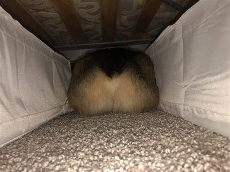 Spotted A Butt Under The Bed Rcorgibutts