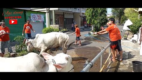 Detik Detik Sapi Qurban Ngamuk Saat Mau Di Potong Di Masjid Kalimosodo Part 1 Youtube