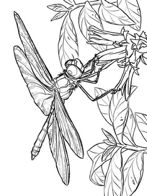 Animal coloring pages, coloring pages / by prashasta. Free Dragonfly coloring pages. Download and print ...