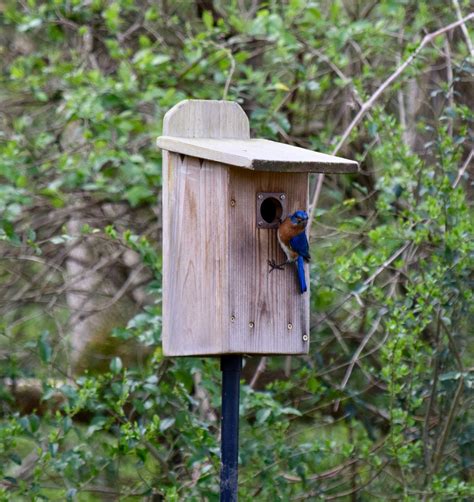 Monitoring Bluebird Boxes — The Wood Thrush Shop