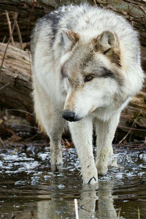 Gray Timber Wolf Howling 5x7 Matted Animal Photography Wildlife