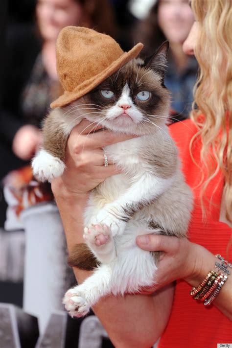Grumpy Cat Gets Our Vote For Best Dressed Feline At The 2014 Mtv Movie Awards Photos Huffpost