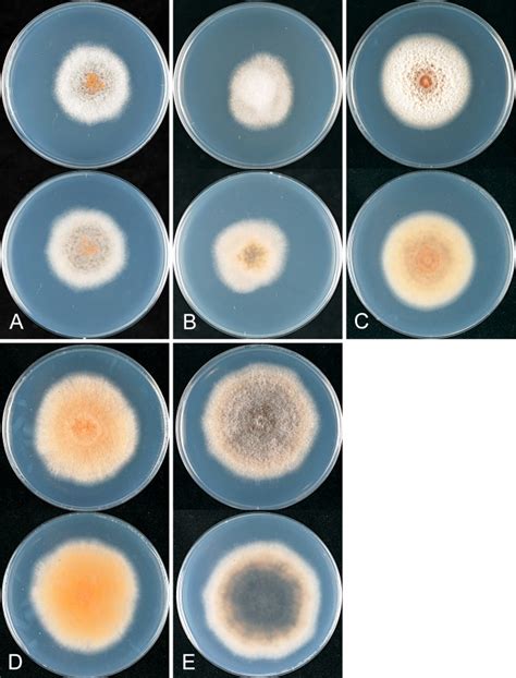 The Colletotrichum Gloeosporioides Species Complex Scienceopen