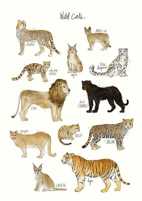 Other big cat facts include their unique breeding patterns and social structures. "Wild Cats" by Amy Hamilton | Redbubble