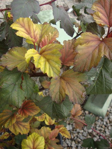A healthy ninebark makes a nice accent in a shrub bed, and different cultivars offer a variety of there are three ways of dealing with a ninebark shrub. Ninebarks: Plant Care and Collection of Varieties - Garden.org