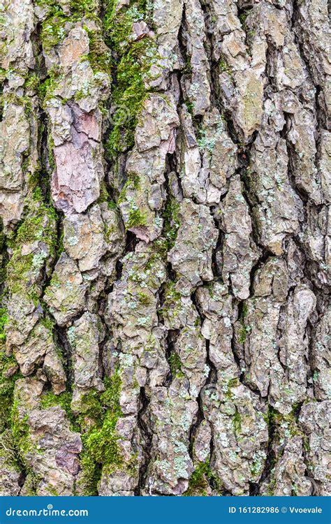 Rough Bark On Mature Trunk Of Alder Tree Close Up Stock Photo Image