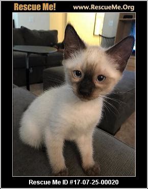 Contact siamese cat rescue center on messenger. Siamese Cat Breeders Near Me - British Shorthair