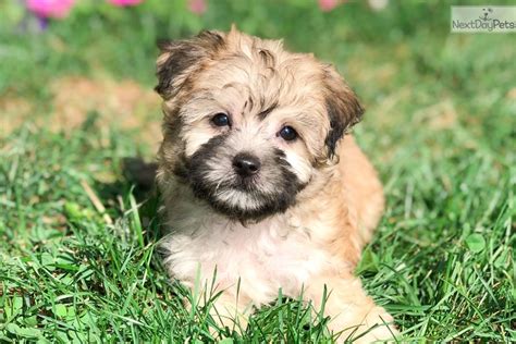 Our maltipoo puppies for sale are dna tested and derived from champions. Basil: Malti Poo - Maltipoo puppy for sale near Akron / Canton, Ohio. | b70fe935-0691
