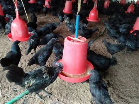 Jet Black Eggs Laying Female Kadaknath Chicken For Egg Production