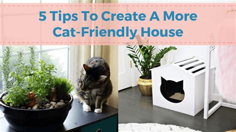 5 Tips To Create A More Cat Friendly House Charleston Dog Walker