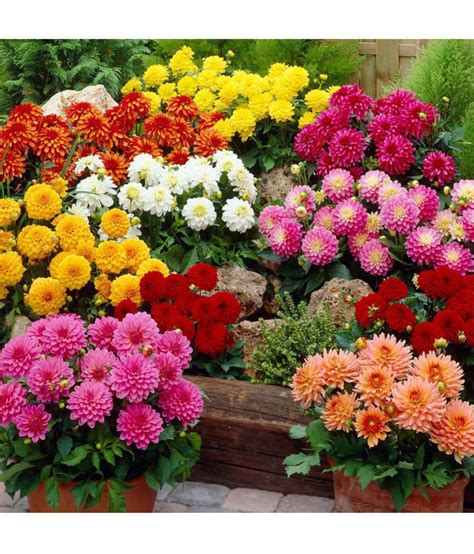 We did not find results for: Flower Seeds : Dahlia Signifies Dignity And Elegance ...