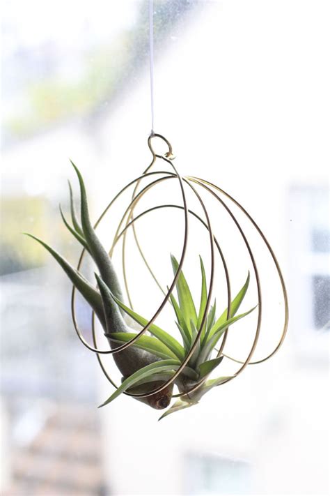 Best price and quality in online air plants. 6 Creative Ideas For Displaying Air Plants In Your Home ...