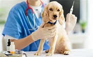 Vacuna séxtuple para perros: función y cuándo debe aplicarse