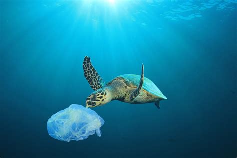 Plastic Pollution Critical Threat To Florida Sea Turtles One Green Planet