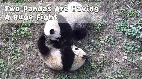 Two Pandas Are Having A Huge Fight Ipanda Youtube