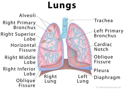 Diagrams have been used since ancient times on walls of caves, but became more prevalent during the enlightenment. Lungs diagram | Healthiack