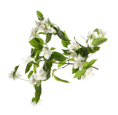 Branch Of Beautiful Jasmine Plant On White Background Stock Photo