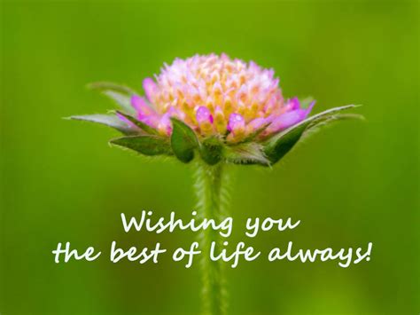 I wish you nothing but the best. i wish nothing but the best for you. i wish you the best. the meaning is : CSTSS.ORG: Greetings cards