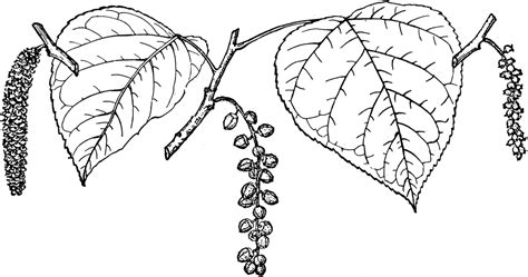 Branch Of Black Cottonwood Clipart Etc