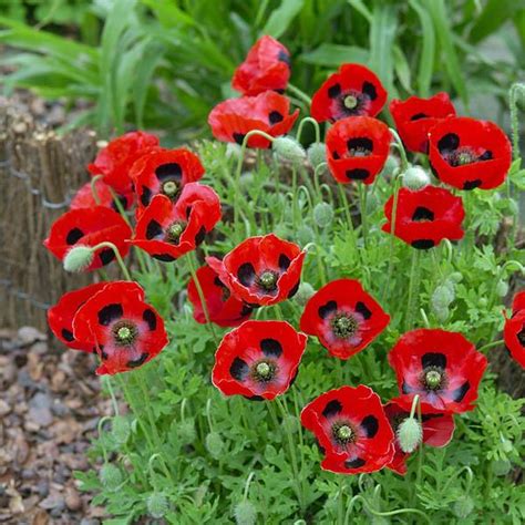 Poppy Ladybird Poppy Australian Seed