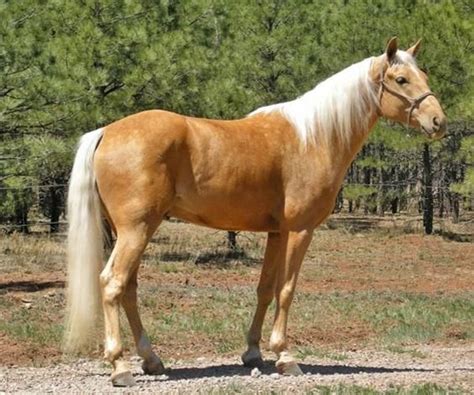 Missouri Fox Trotter Horses I Wish I Owned Pinterest Love