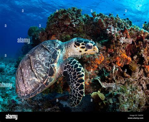 Hawksbill Sea Turtle Enjoying The Beauty Of The Coral Reefs In Cozumel
