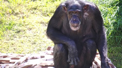 Opinion The Worlds Smartest Chimp Has Died The New York Times