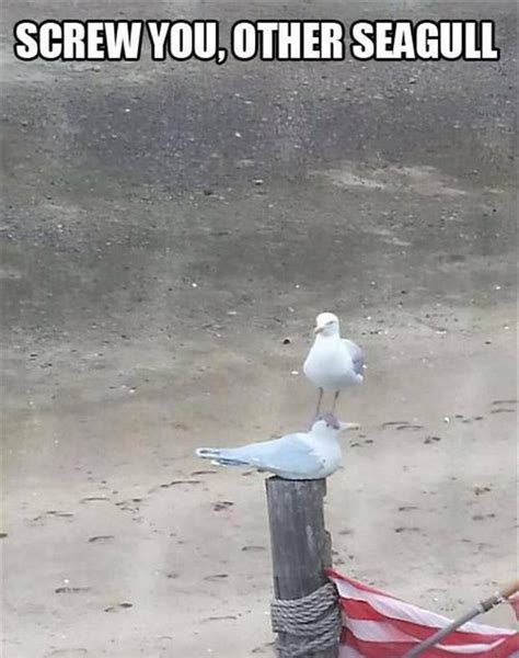 Screw You Other Seagull Funny Animal Pictures Bones Funny Funny Cute