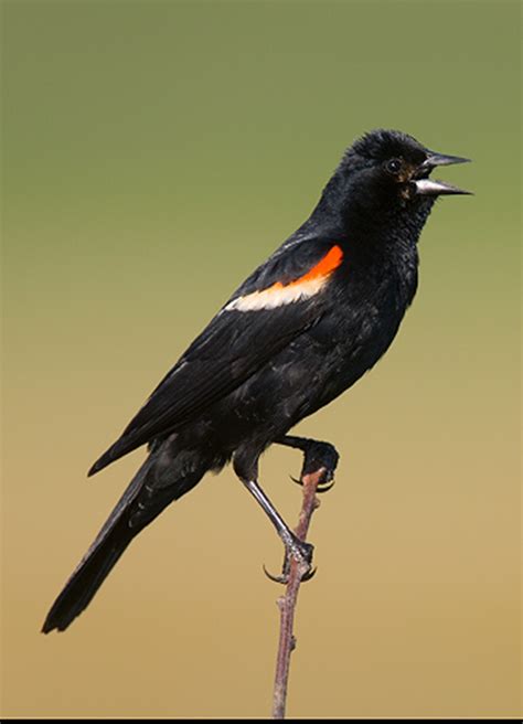 Red Winged Blackbird Wallpapers Animal Hq Red Winged Blackbird