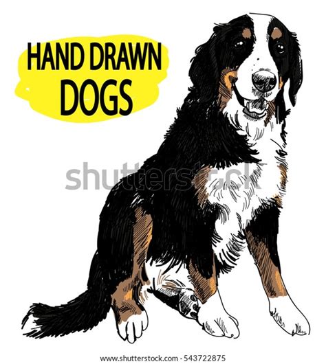 Bernese Mountain Dog Drawing By Hand Stock Vector Royalty Free 543722875