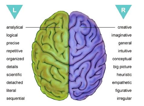 Konsep mengenai otak kiri dan kanan sedang trend loh sribuddies!. ETALASE HIJAU: Otak Kanan Dan Otak Kiri Beserta Tesnya