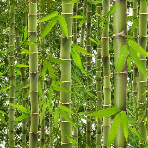 Muriva Rainforest Green Bamboo Trees Leaves Vinyl Wallpaper J41504