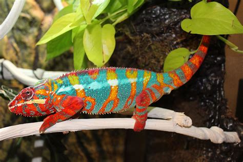 ambilobe panther chameleons  sale chromatic chameleons