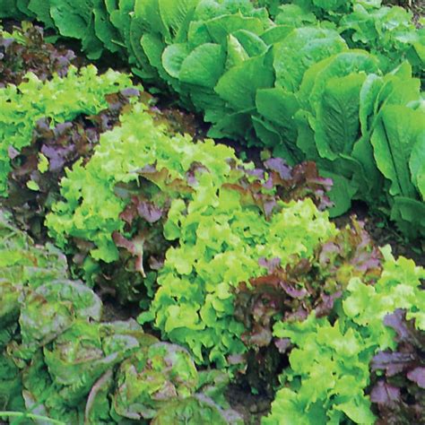 Buy Mixed Lettuce Lactuca Sativa Mixed Lettuce Mixed Delivery