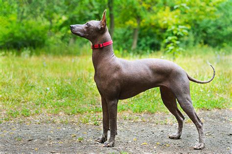 Xoloitzcuintli Dog Breed Information