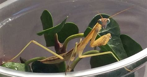 Praying mantis has neck that. Live Praying Mantis Pet - Unicun