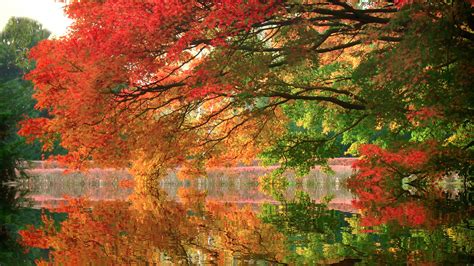 1920x1080 1920x1080 Trees Branches Lake Park Reflection Autumn