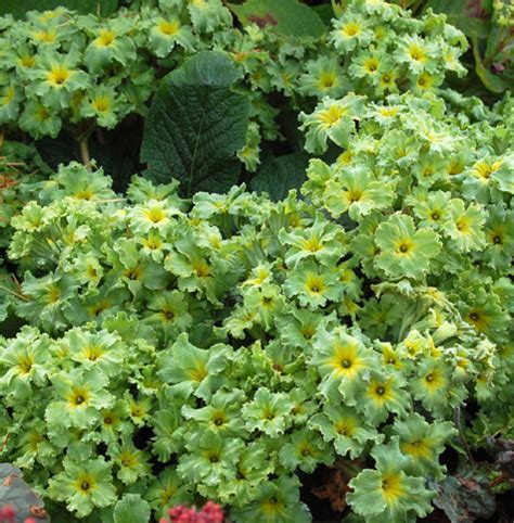 Looking for shrubs that are shade loving? Favorite Garden Trees and Shrubs Zone 5-6 Images - Frompo