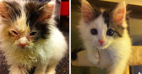 15 Powerful Before And After Pics Show How Rescue Can Change A Cat